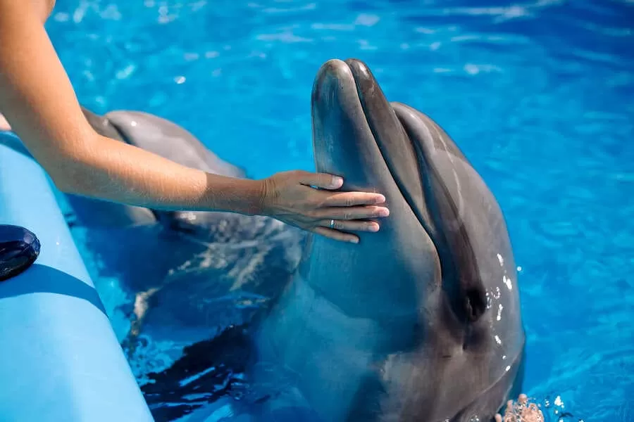 Dolphin Aquarium